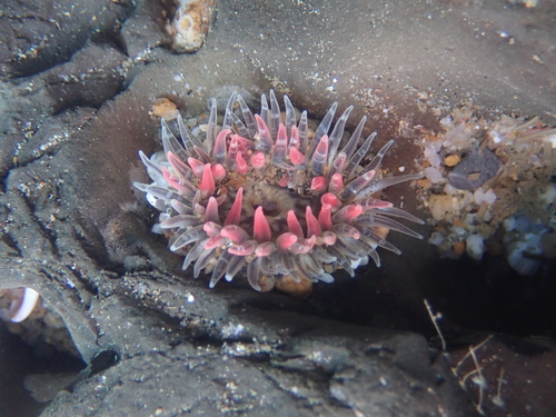 Moonglow Anemone, photo 9 of 10