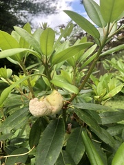 Exobasidium rhododendri