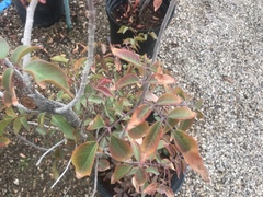 Rhus chondroloma
