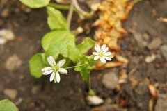 Stellaria neglecta