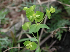 Euphorbia ouachitana