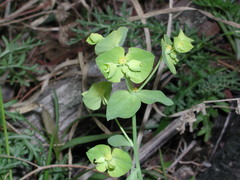 Euphorbia ouachitana