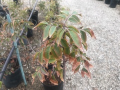 Rhus chondroloma
