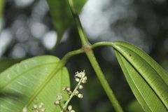 Miconia resima