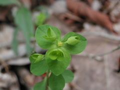 Euphorbia ouachitana