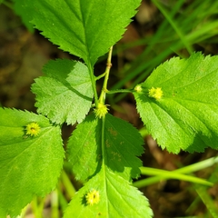 Dasineura crataegibedeguar