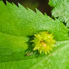 Dasineura crataegibedeguar