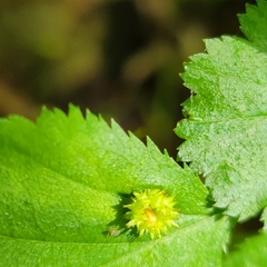 Dasineura crataegibedeguar