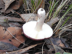 Russula persanguinea