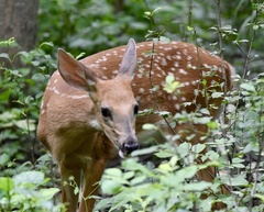 Odocoileus virginianus