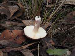 Russula persanguinea