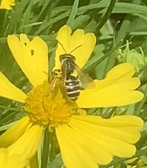 Halictus