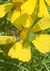 Halictus