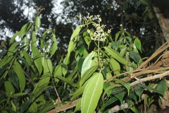 Miconia resima