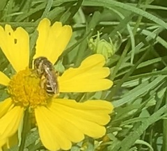 Halictus