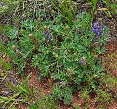 Lupinus plattensis