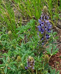 Lupinus plattensis