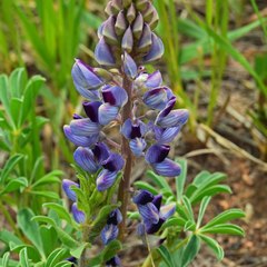 Lupinus plattensis