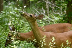 Odocoileus virginianus