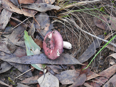 Russula persanguinea