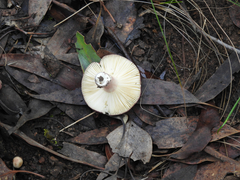 Russula persanguinea