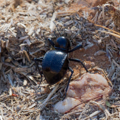 Moluris gibba