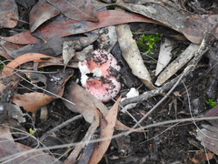Russula persanguinea