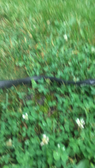 Pantherophis alleghaniensis