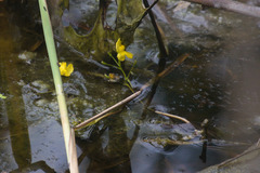 Utricularia inflata