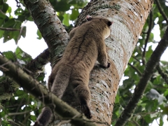 Arctogalidia trivirgata