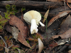 Russula persanguinea