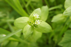Stellaria neglecta