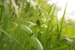 Stellaria neglecta