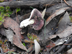 Russula persanguinea