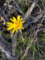 Arnica sororia