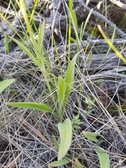 Arnica sororia