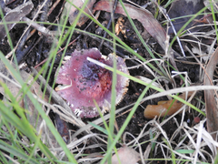 Russula persanguinea