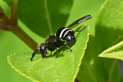 Strepsiptera