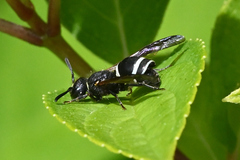 Strepsiptera