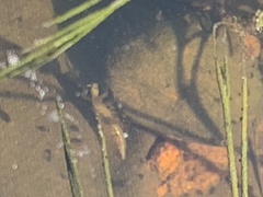 Lissotriton vulgaris