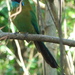 Blue-diademed Motmot - Photo (c) Anita, some rights reserved (CC BY-NC-SA)