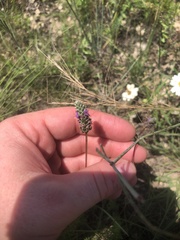 Dalea tenuis