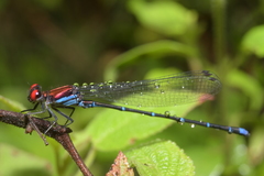 Argia cuprea