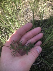Dalea tenuis