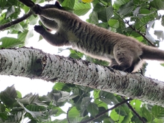 Arctogalidia trivirgata