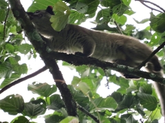 Arctogalidia trivirgata