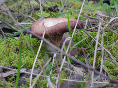 Singerocybe clitocyboides