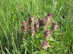 Pedicularis dasystachys