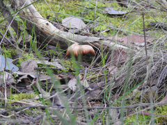 Singerocybe clitocyboides