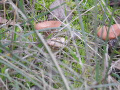 Singerocybe clitocyboides